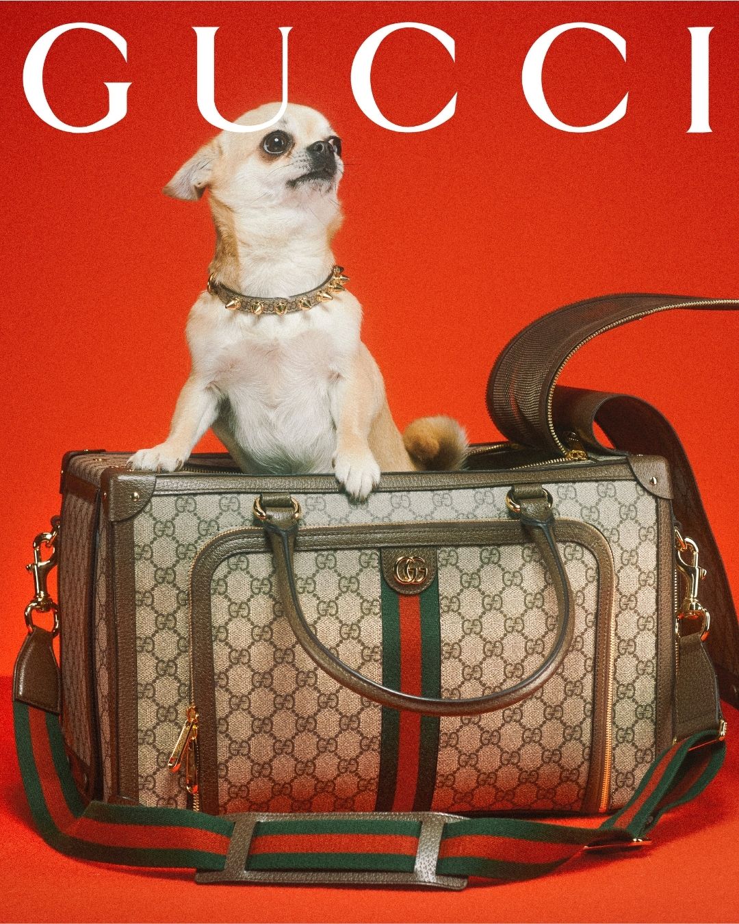 GUCCI Beige Dog Travel Bag - Dog Insider