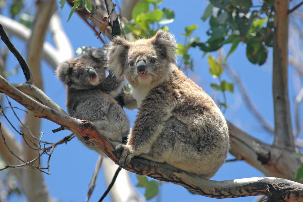 Koala extinction will happen before 2050, NSW report finds